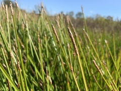 Eleocharis quadrangulata