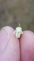 Spiranthes casei