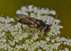 Cheilosia soror