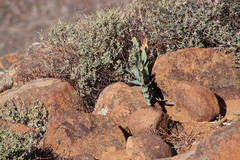 Boophone haemanthoides