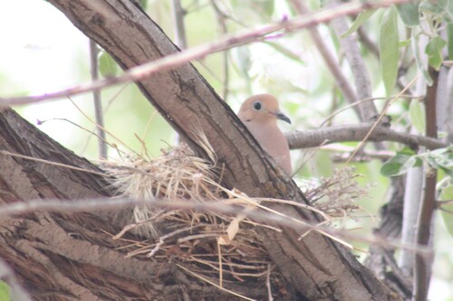 Western Mourning Dove photographed in Utah