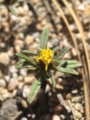 Orochaenactis thysanocarpha