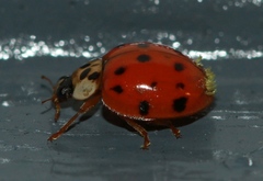 Hesperomyces virescens