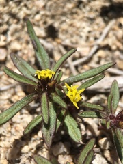 Orochaenactis thysanocarpha