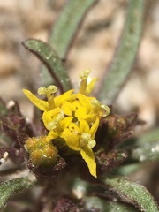 Orochaenactis thysanocarpha