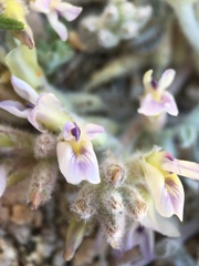Astragalus subvestitus