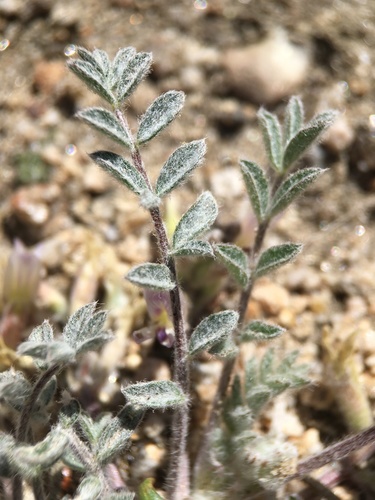 Image of Astragalus subvestitus by (c) Matt Berger, some rights reserved (CC BY)