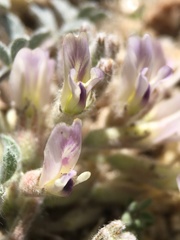 Astragalus subvestitus