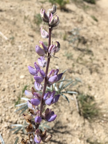 Image of Lupinus elatus by (c) Matt Berger, some rights reserved (CC BY)