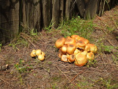 Gymnopilus imperialis