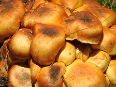Gymnopilus imperialis