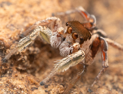 Habronattus dossenus