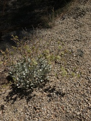 Eriogonum saxatile
