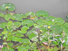 Nymphoides fallax