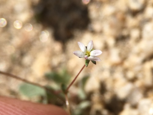 Image of Nemacladus sigmoideus by (c) Matt Berger, some rights reserved (CC BY)
