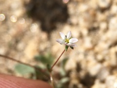 Nemacladus sigmoideus