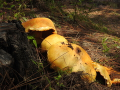 Gymnopilus imperialis