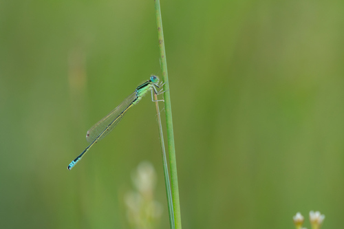 Scarce Blue-tailed Damselfly, Wassenaar, Netherlands, photo 10 of 10