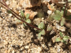 Nemacladus sigmoideus