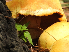 Gymnopilus imperialis