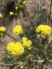 Eriogonum nudum westonii