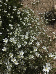 Eremogone ferrisiae