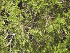 Pinus cooperi