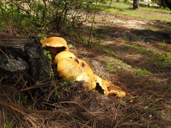 Gymnopilus imperialis