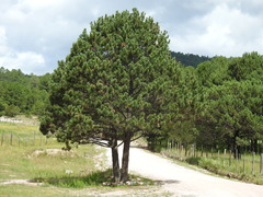 Pinus cooperi