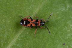 Horvathiolus gibbicollis