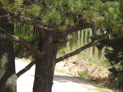 Pinus cooperi