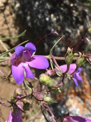 Penstemon incertus