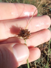 Carex athrostachya