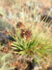 Carex athrostachya