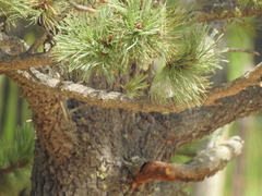 Pinus cooperi