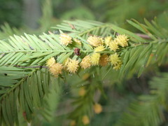 Taxodiomyia