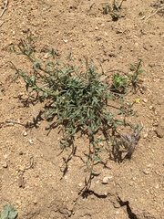 Camissonia pusilla