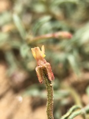 Camissonia pusilla