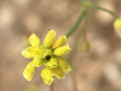 Eriogonum pusillum