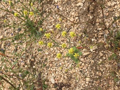 Eriogonum pusillum