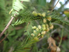 Taxodiomyia