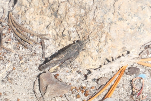 Dancing Grasshopper photo 4