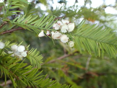 Taxodiomyia