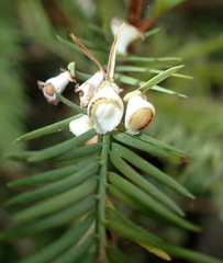 Taxodiomyia