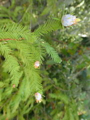 Taxodiomyia