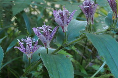 Tricyrtis hirta