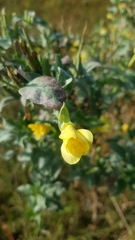 Aureolaria grandiflora