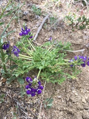Lupinus flavoculatus