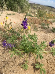 Lupinus flavoculatus