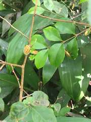 Piezosternum subulatum
